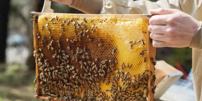 Dünyaca ünlü "Haya Balı" Türk patent marka tescil belgesini aldı