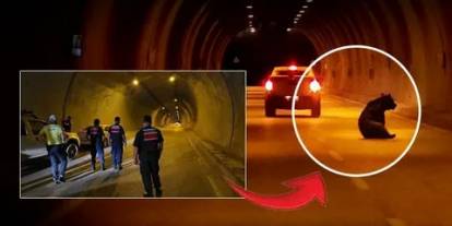 Tünelde ayı paniği: Otomobilin çarptığı yaralı ayı ortalığı birbirine kattı!