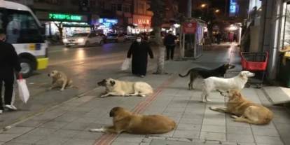 Sahipsiz köpek saldırıları sonrası bakanlık harekete geçti: 3 belediyeye başkanı hakkında işlem başlatıldı!