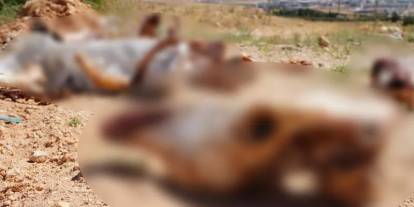 Atların kafatası ve kemikleri yol kenarına saçıldı!  Vatandaş isyan etti: Bu etler nereye gitti, ayıptır günahtır...