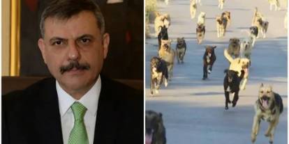 Birçok vatandaşın canı yanmıştı: Bakan Çiftçi'den sokak köpekleriyle ilgili önemli açıklama...