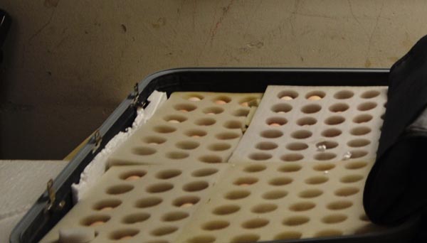 Atatürk Havalimanı'nda Bir Bavuldan 802 Ejderha Yumurtası Çıktı