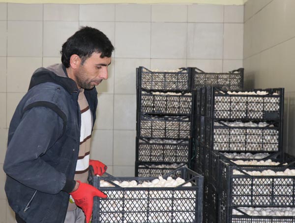 Mantar Üreterek Köylüyü Tersine Göçe Teşvik Etti