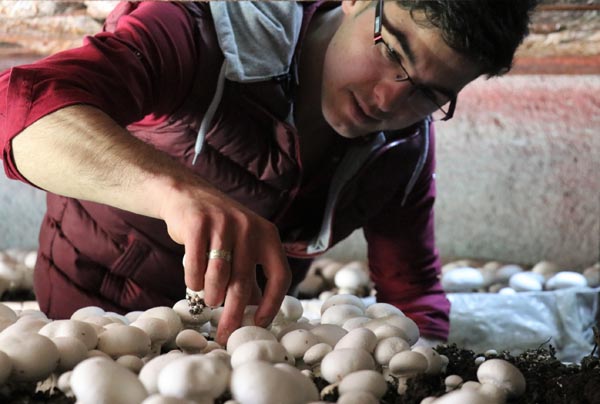 Mantar Üreterek Köylüyü Tersine Göçe Teşvik Etti