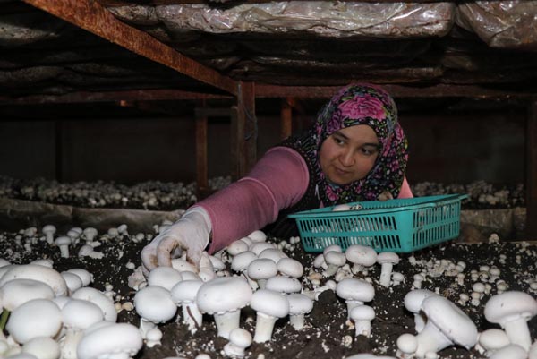 Mantar Üreterek Köylüyü Tersine Göçe Teşvik Etti