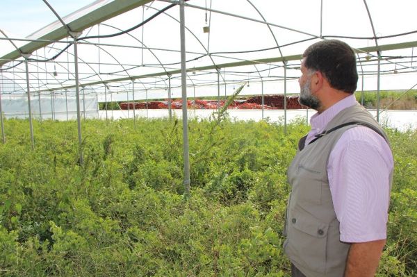 Hünnap çiftliği kurdu,zengin oldu!