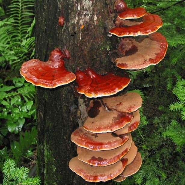 Reishi mantarı nedir? Faydaları nelerdir?