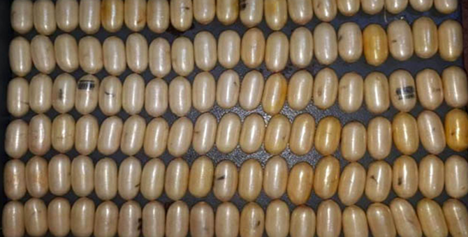 Atatürk Havalimanı'nda yolcunun midesinde uyuşturucu bulundu