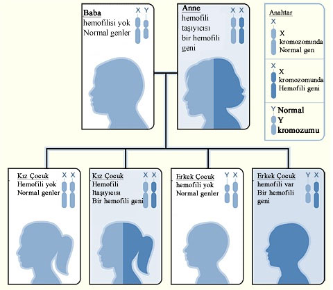 Hemofili Nedir, Belirtileri Nelerdir, Nasıl Tedavi Edilir | 17 Nisan Dünya Hemofili Günü 