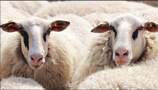 Kurbanlık kesildikten sonra eti ne zaman yenmelidir?