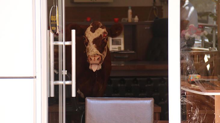 Kaçan boğayı cadde ortasında kestiler