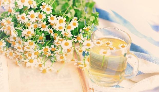 Papatya çayının faydaları nelerdir? Neye iyi gelir? Nasıl demlenir?