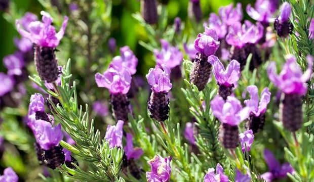 Karabaş otu nedir? Faydaları nelerdir? Karabaş otu çayı nasıl hazırlanır?