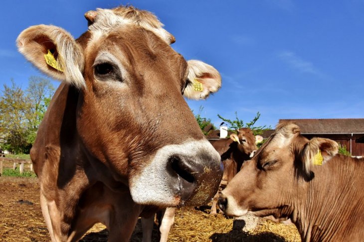 Kurbanlık hayvan nasıl seçilir? Nelere dikkat edilmeli