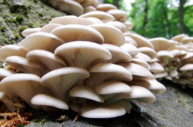 İstiridye Mantarı üretti ve aylık geliri 100 bin liraya çıktı!