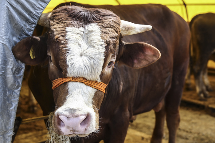 Diyanetten kurban açıklaması: Bunu yaparsanız kurbanınız geçersiz olur