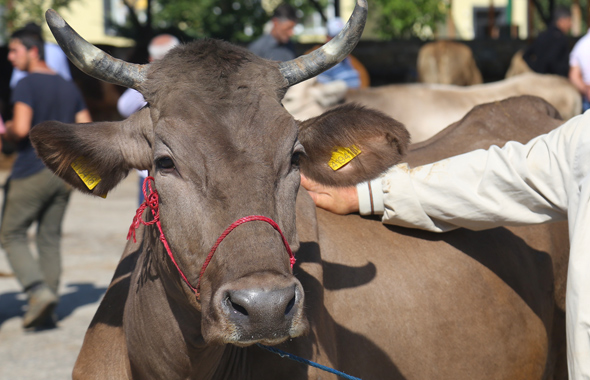 Kurbanlık fiyatlarında son durum ne? İl il kurban fiyatları