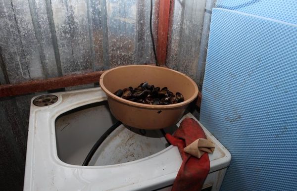 Antalya'da Küflenmiş Midye Dolma Satışına El Konuldu