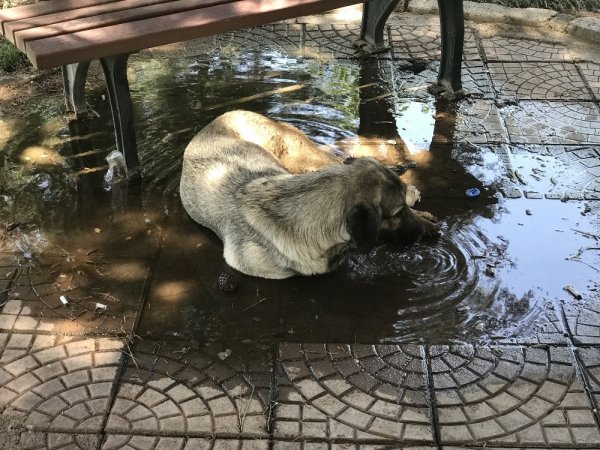 Sıcaklık 61 dereceyi gösterdi, serinlemek için havuzlarda kuyruklar oluştu