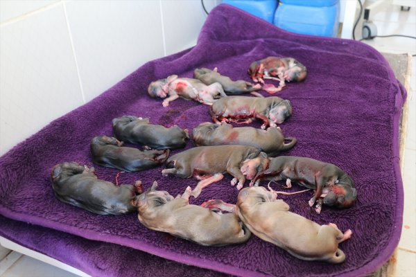 Sokak köpeğine sezeryan! 12 yavrusu oldu