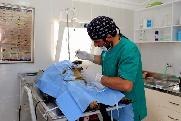 Sokak köpeğine sezeryan! 12 yavrusu oldu