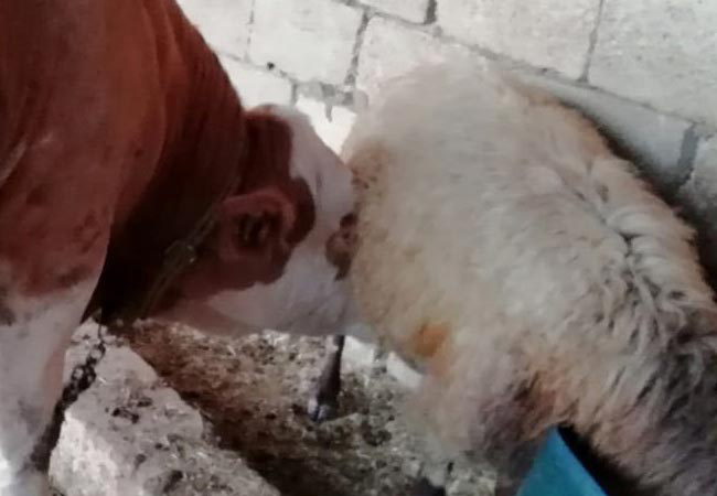 Koyunun sütü azalınca hırsızlık zannetti, gerçeği öğrenince şoke oldu