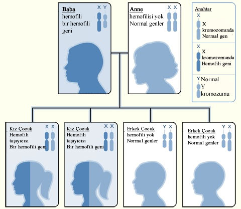 Hemofili Nedir, Belirtileri Nelerdir, Nasıl Tedavi Edilir | 17 Nisan Dünya Hemofili Günü 