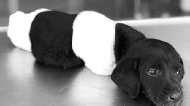 Bursa'da 4 ayağıda kesilmiş bir kedi bulundu!