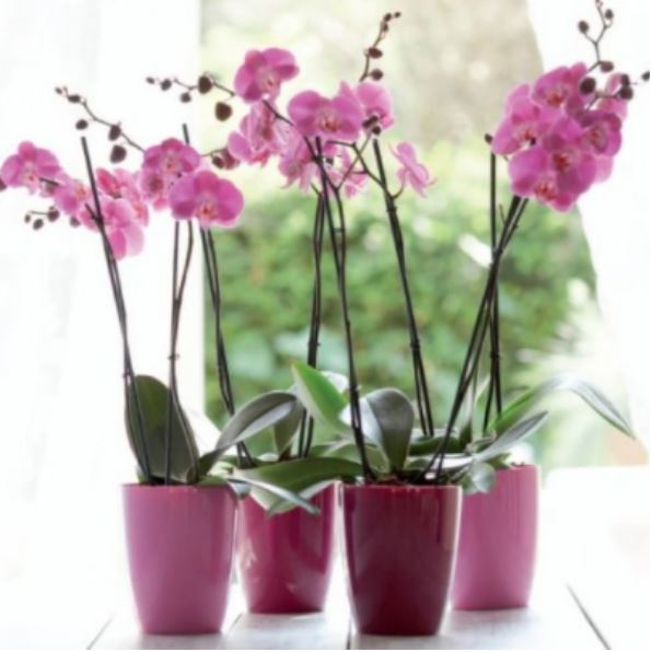 Orkide nasıl bakılır? Orkide saksısı nasıl olmalı?