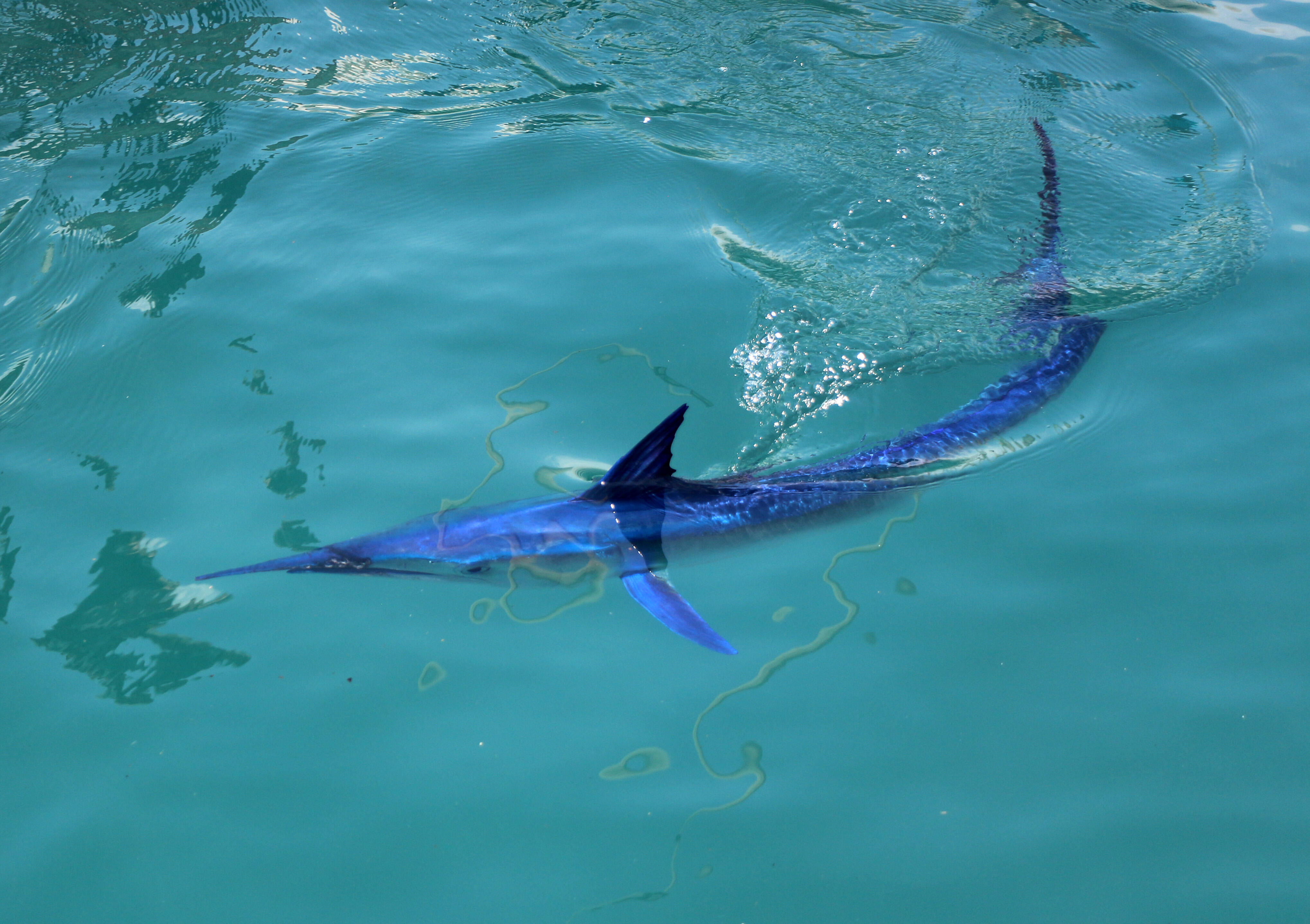 Ondan hızlısı yok! Mavi yelken balığı Kemer'de görüntülendi