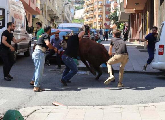 Kaçan boğayı cadde ortasında kestiler