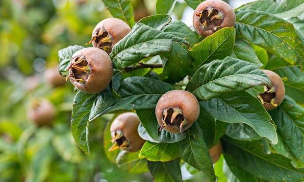 Muşmulanın faydaları nelerdir, neye iyi gelir?