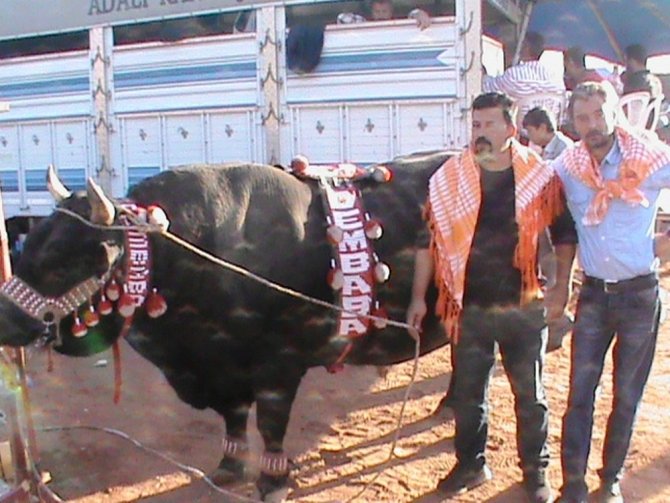 Atça, Ege Boğa Güreşlerinin finaline hazırlanıyor