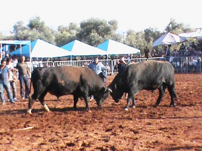 Atça, Ege Boğa Güreşlerinin finaline hazırlanıyor