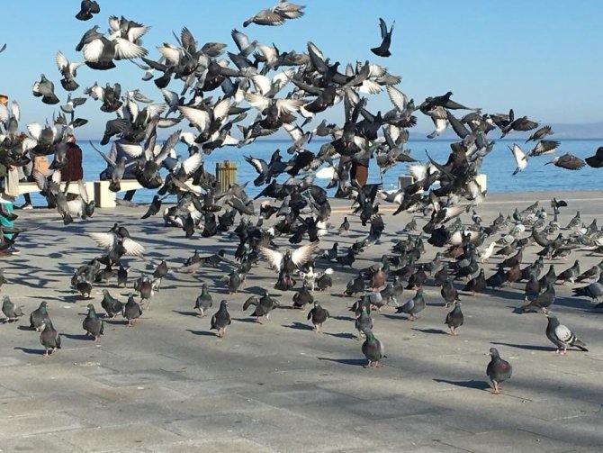 Akçakoca’da bahar havası