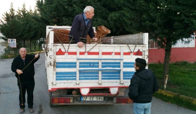 Gıda Tarım ve Hayvancılık Bakanlığı Genç Çiftçilere Damızlık Düve Dağıtıldı