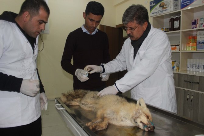 Muş'ta Tel Örgülere Takılarak Yaralanan Tilki Kurtarıldı