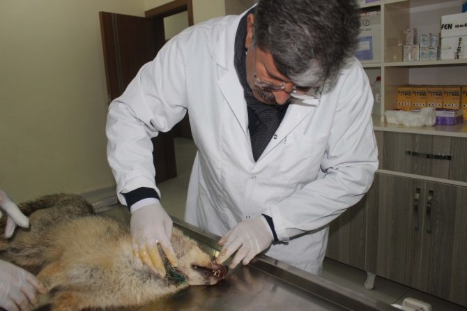 Muş'ta Tel Örgülere Takılarak Yaralanan Tilki Kurtarıldı