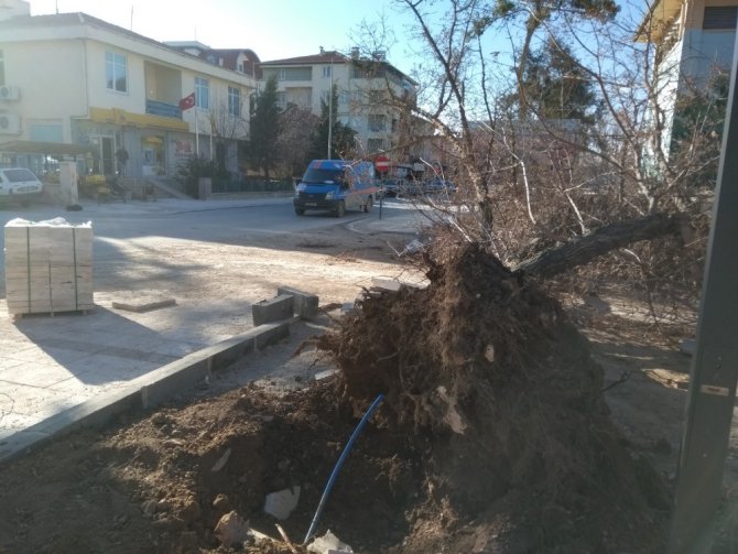 Denizli’de fırtına ağaçları yerinden söktü, işyerlerinin tentelerini devirdi