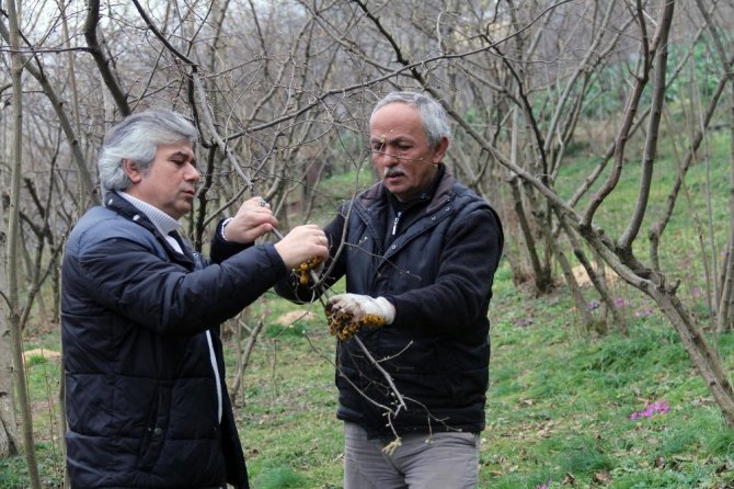 "Solucan gübresi verimi artırırken, hastalıklardan da koruyor"