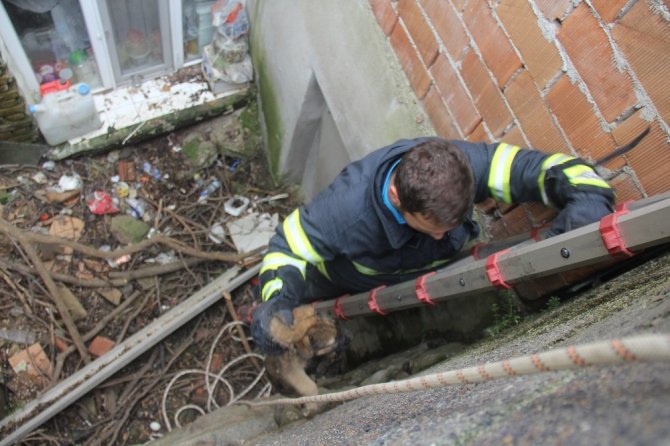 Apartman boşluğuna düşen yavru köpeği böyle kurtardılar