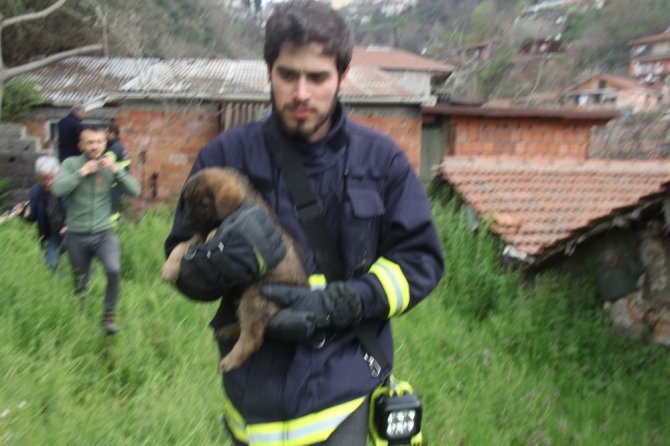 Apartman boşluğuna düşen yavru köpeği böyle kurtardılar