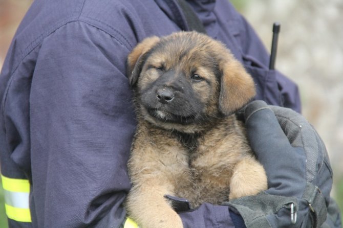 Apartman boşluğuna düşen yavru köpeği böyle kurtardılar