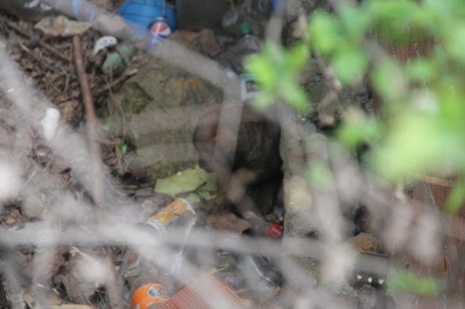 Apartman boşluğuna düşen yavru köpeği böyle kurtardılar