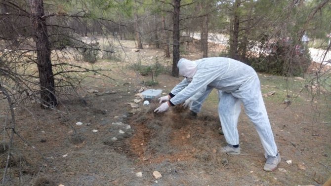 Bir İlk Ormanları Terminatör Böcekler Koruyacak