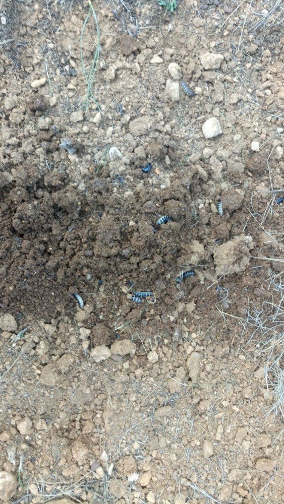 Bir İlk Ormanları Terminatör Böcekler Koruyacak