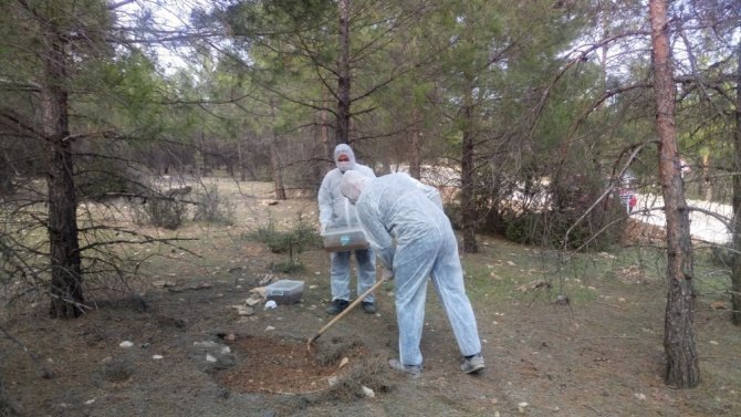 Bir İlk Ormanları Terminatör Böcekler Koruyacak