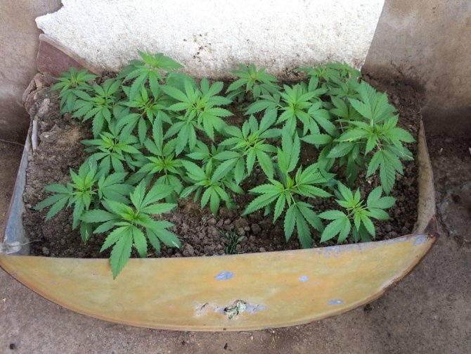 Adana’da 221 kök Hint Keneviri ele geçirildi