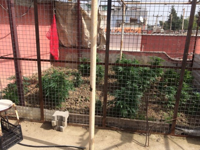 Adana’da 221 kök Hint Keneviri ele geçirildi