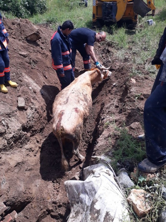 Elazığ'da 9 metre Kuyuya düşen ineği itfaiye kurtardı
